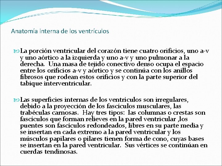 Anatomía interna de los ventrículos La porción ventricular del corazón tiene cuatro orificios, uno