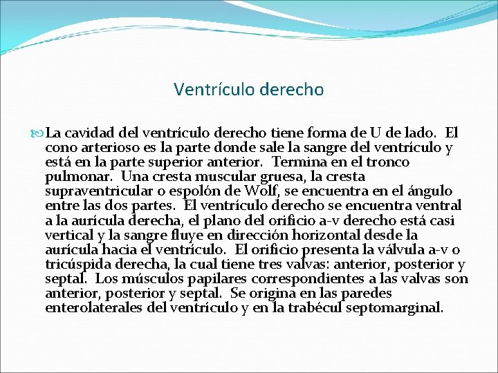 Ventrículo derecho La cavidad del ventrículo derecho tiene forma de U de lado. El