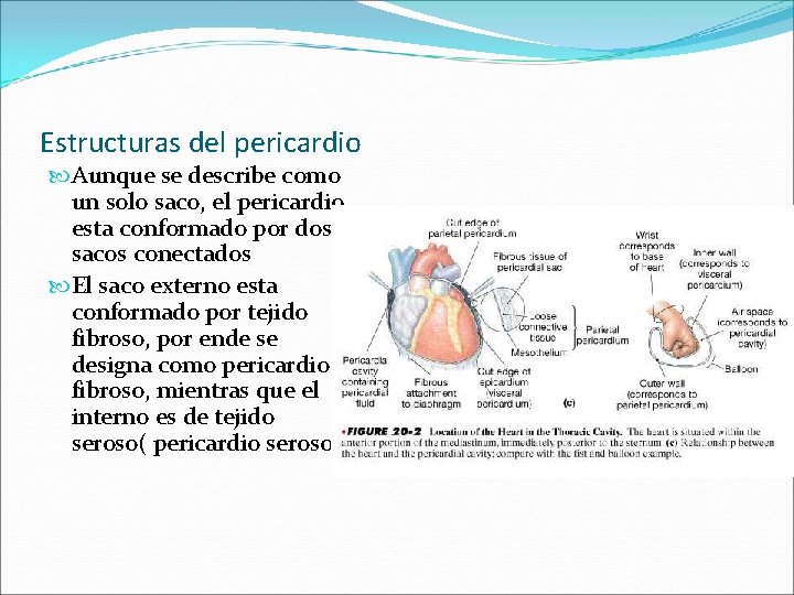 Estructuras del pericardio Aunque se describe como un solo saco, el pericardio esta conformado