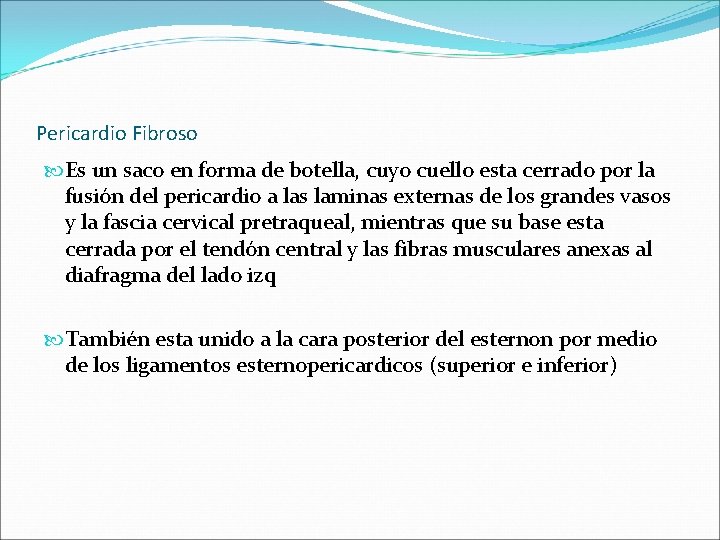 Pericardio Fibroso Es un saco en forma de botella, cuyo cuello esta cerrado por