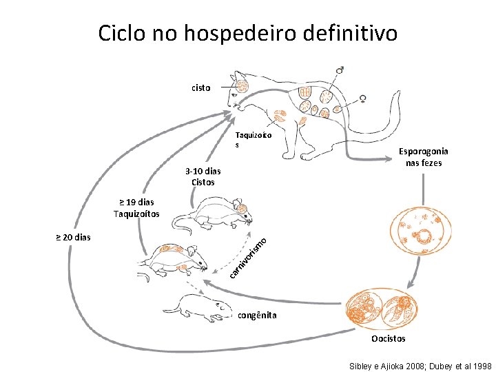 Ciclo no hospedeiro definitivo cisto Taquizoíto s 3 -10 dias Cistos Esporogonia nas fezes