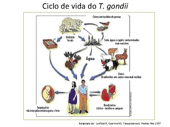 Ciclo de vida do T. gondii Adaptado de: Lynfield R, Guerina NG. Toxoplasmosis. Pediatr