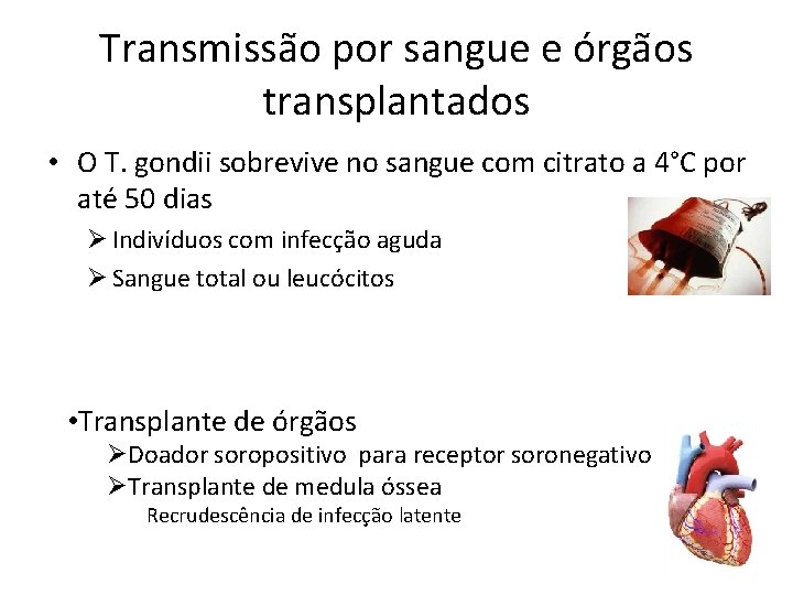 Transmissão por sangue e órgãos transplantados • O T. gondii sobrevive no sangue com