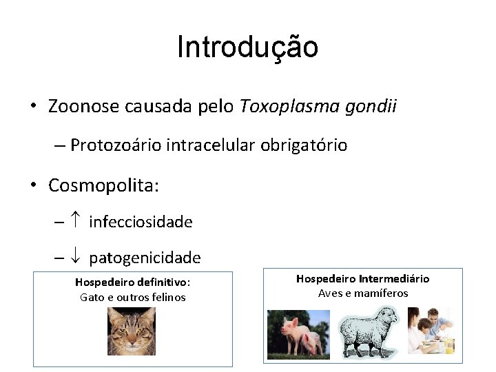Introdução • Zoonose causada pelo Toxoplasma gondii – Protozoário intracelular obrigatório • Cosmopolita: –