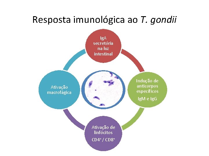 Resposta imunológica ao T. gondii Ig. A secretória na luz intestinal Indução de anticorpos