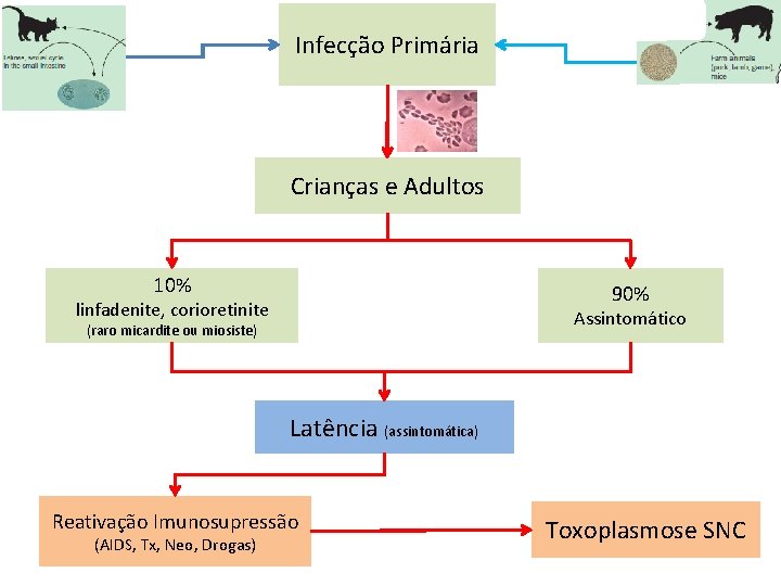 Infecção Primária Crianças e Adultos 10% 90% linfadenite, corioretinite Assintomático (raro micardite ou miosiste)