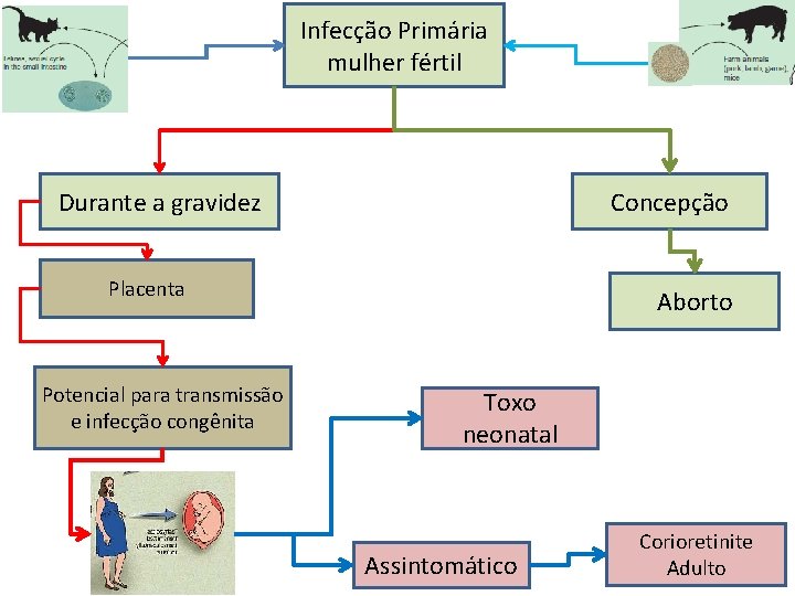 Infecção Primária mulher fértil Durante a gravidez Concepção Placenta Potencial para transmissão e infecção