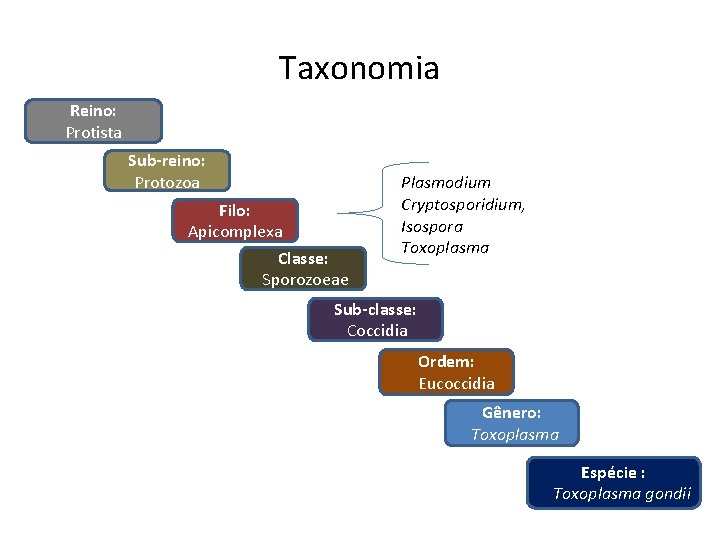Taxonomia Reino: Protista Sub-reino: Protozoa Filo: Apicomplexa Classe: Sporozoeae Plasmodium Cryptosporidium, Isospora Toxoplasma Sub-classe: