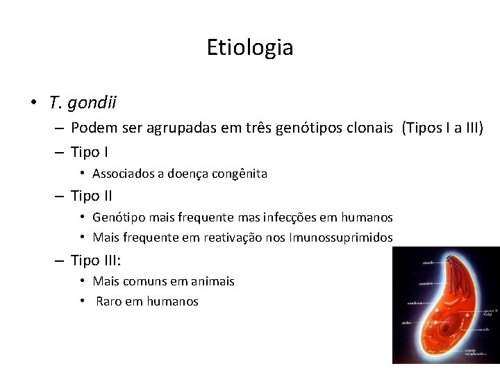 Etiologia • T. gondii – Podem ser agrupadas em três genótipos clonais (Tipos I