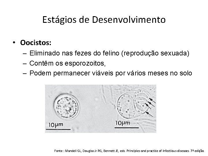 Estágios de Desenvolvimento • Oocistos: – Eliminado nas fezes do felino (reprodução sexuada) –