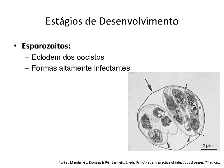 Estágios de Desenvolvimento • Esporozoítos: – Eclodem dos oocistos – Formas altamente infectantes Fonte