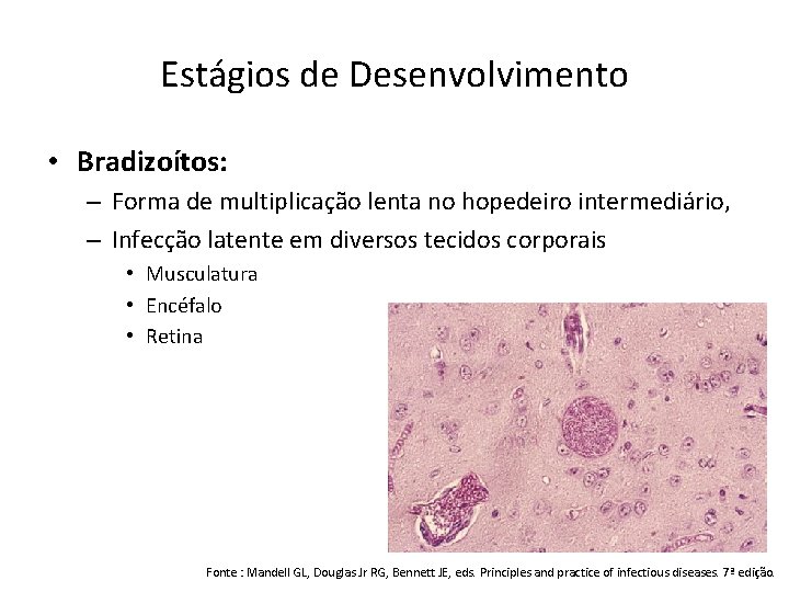 Estágios de Desenvolvimento • Bradizoítos: – Forma de multiplicação lenta no hopedeiro intermediário, –