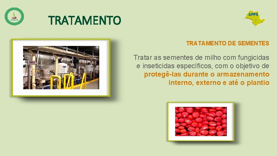 TRATAMENTO DE SEMENTES Tratar as sementes de milho com fungicidas e inseticidas específicos, com