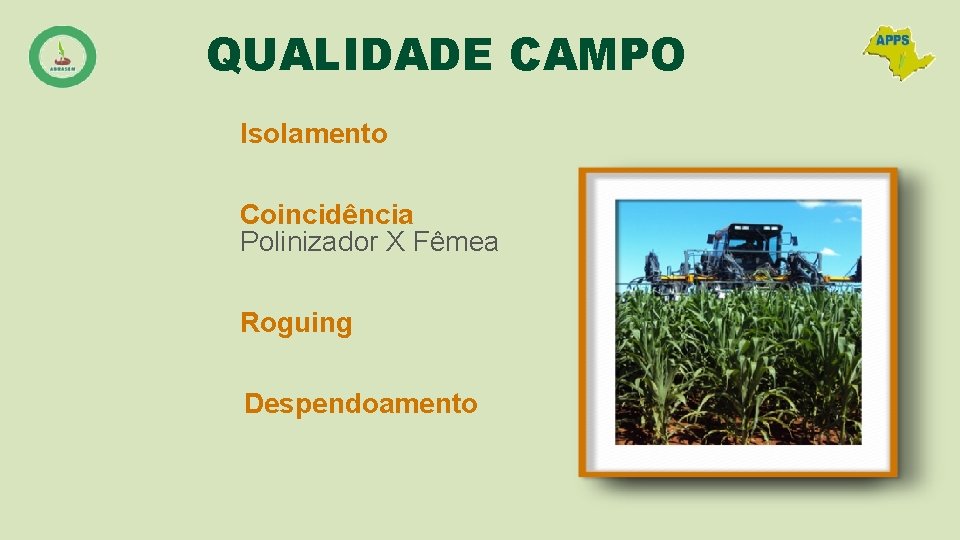 QUALIDADE CAMPO Isolamento Coincidência Polinizador X Fêmea Roguing Despendoamento 