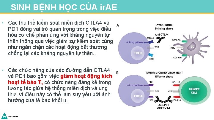 SINH BỆNH HỌC CỦA ir. AE • Các thụ thể kiểm soát miễn dịch