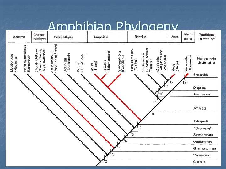 Amphibian Phylogeny 