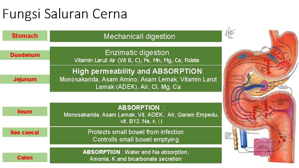 Fungsi Saluran Cerna Stomach Mechanicall digestion Duodenum Enzimatic digestion Vitamin Larut Air (Vit B, Fungsi Saluran Cerna Stomach Mechanicall digestion Duodenum Enzimatic digestion Vitamin Larut Air (Vit B,