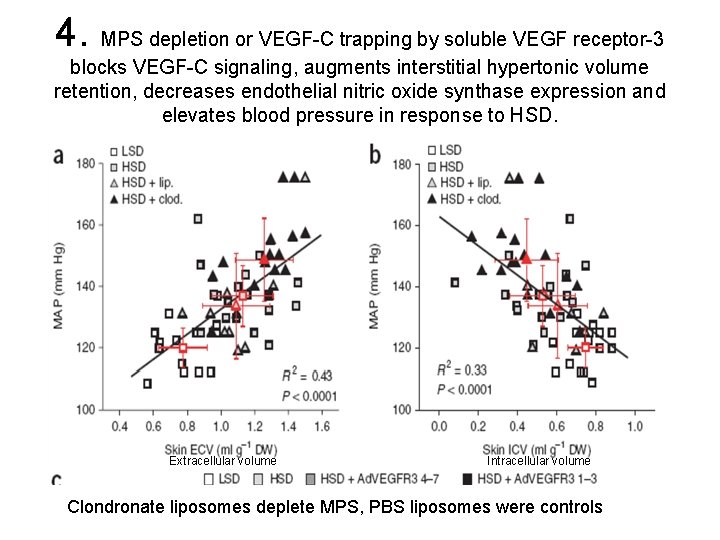 4. MPS depletion or VEGF-C trapping by soluble VEGF receptor-3 blocks VEGF-C signaling, augments