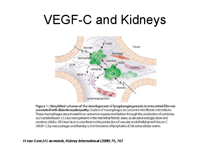 VEGF-C and Kidneys H van Goor, H Leuvenink, Kidney International (2009) 75, 767 