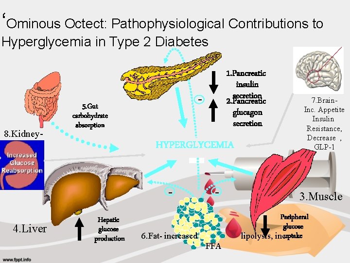 ‘Ominous Octect: Pathophysiological Contributions to Hyperglycemia in Type 2 Diabetes 8. Kidney- - 5.