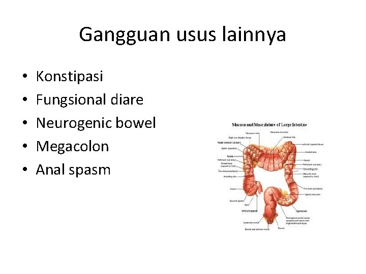 Gangguan usus lainnya • • • Konstipasi Fungsional diare Neurogenic bowel Megacolon Anal spasm