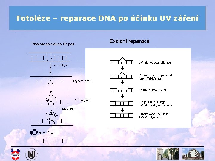 Fotoléze – reparace DNA po účinku UV záření Excizní reparace 