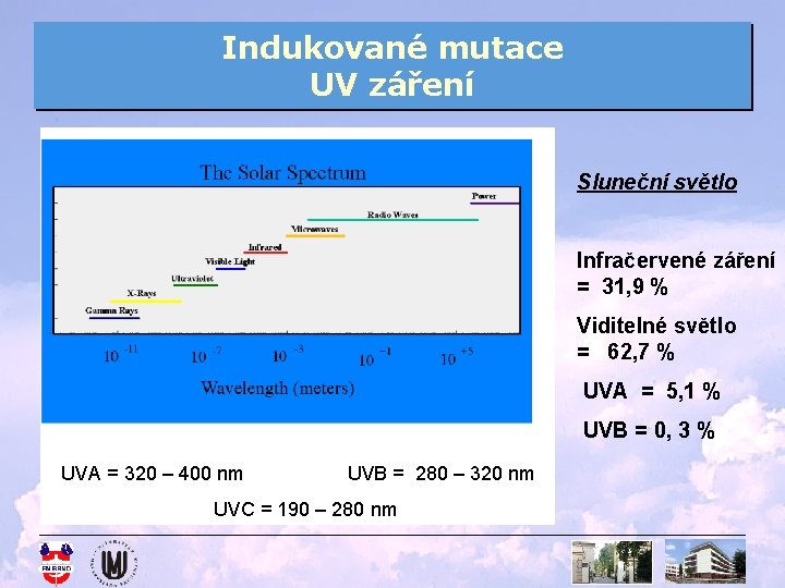 Indukované mutace UV záření Sluneční světlo Infračervené záření = 31, 9 % Viditelné světlo