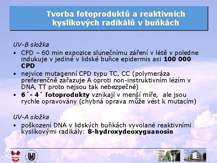 Tvorba fotoproduktů a reaktivních kyslíkových radikálů v buňkách UV-B složka • CPD – 60