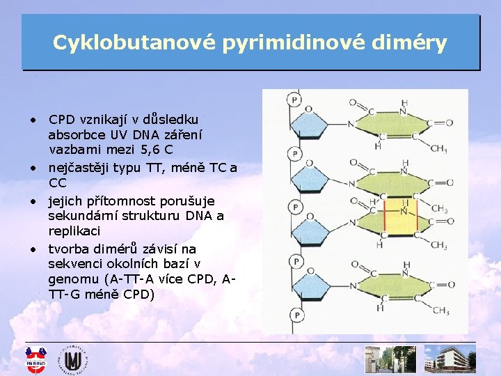 Cyklobutanové pyrimidinové diméry • CPD vznikají v důsledku absorbce UV DNA záření vazbami mezi