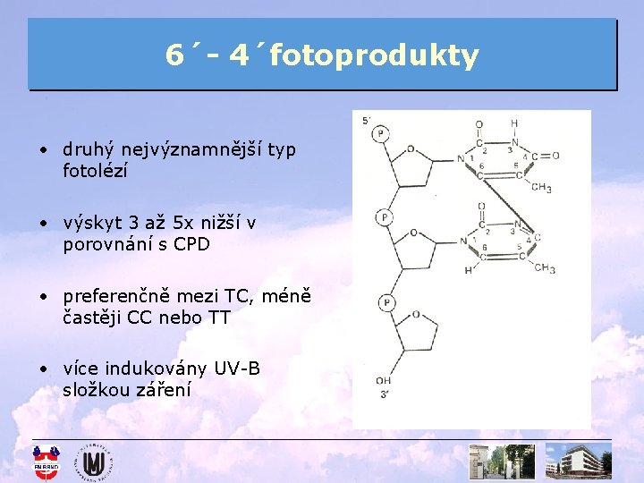 6´- 4´fotoprodukty • druhý nejvýznamnější typ fotolézí • výskyt 3 až 5 x nižší