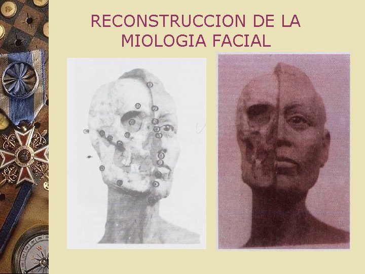 RECONSTRUCCION DE LA MIOLOGIA FACIAL RECONSTRUCCION DE LA MIOLOGIA FACIAL