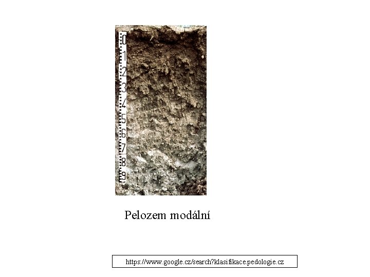 Pelozem modální https: //www. google. cz/search? klasifikace. pedologie. cz Pelozem modální https: //www. google. cz/search? klasifikace. pedologie. cz
