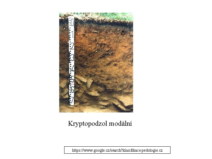 Kryptopodzol modální https: //www. google. cz/search? klasifikace. pedologie. cz 