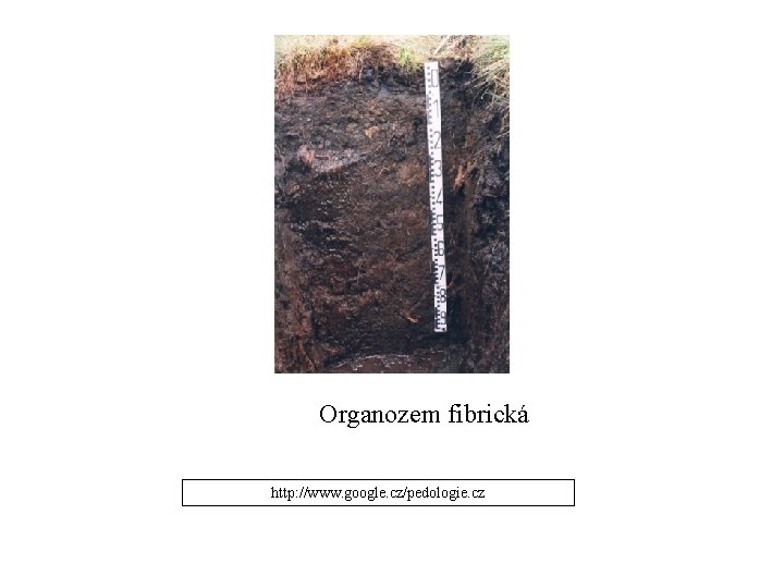 Organozem fibrická http: //www. google. cz/pedologie. cz 