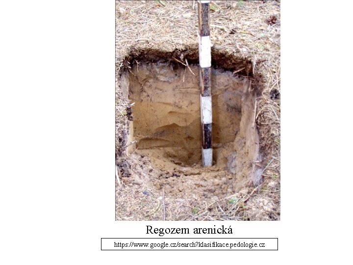 Regozem arenická https: //www. google. cz/search? klasifikace. pedologie. cz Regozem arenická https: //www. google. cz/search? klasifikace. pedologie. cz