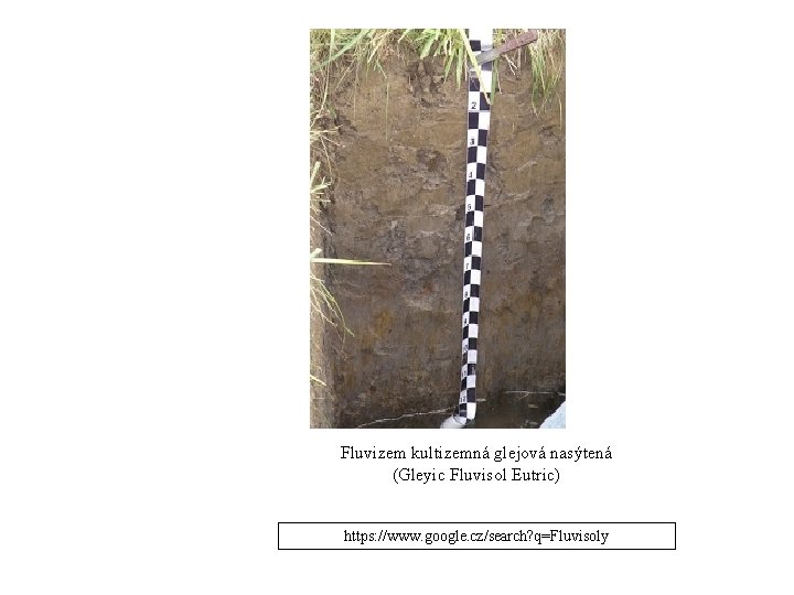 Fluvizem kultizemná glejová nasýtená (Gleyic Fluvisol Eutric) https: //www. google. cz/search? q=Fluvisoly Fluvizem kultizemná glejová nasýtená (Gleyic Fluvisol Eutric) https: //www. google. cz/search? q=Fluvisoly