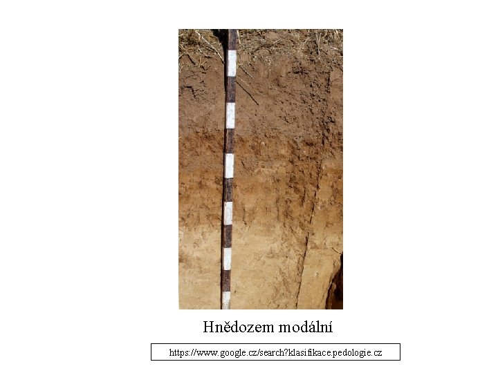 Hnědozem modální https: //www. google. cz/search? klasifikace. pedologie. cz Hnědozem modální https: //www. google. cz/search? klasifikace. pedologie. cz