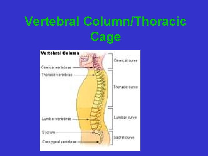 Vertebral Column/Thoracic Cage 