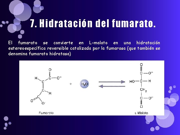 7. Hidratación del fumarato. El fumarato se convierte en L-malato en una hidratación estereoespecífica
