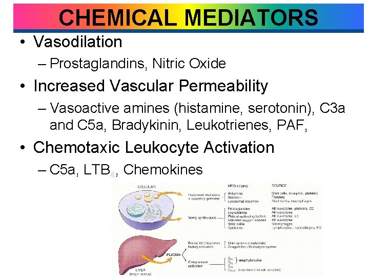 CHEMICAL MEDIATORS • Vasodilation – Prostaglandins, Nitric Oxide • Increased Vascular Permeability – Vasoactive