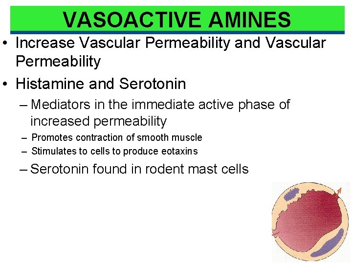 VASOACTIVE AMINES • Increase Vascular Permeability and Vascular Permeability • Histamine and Serotonin –