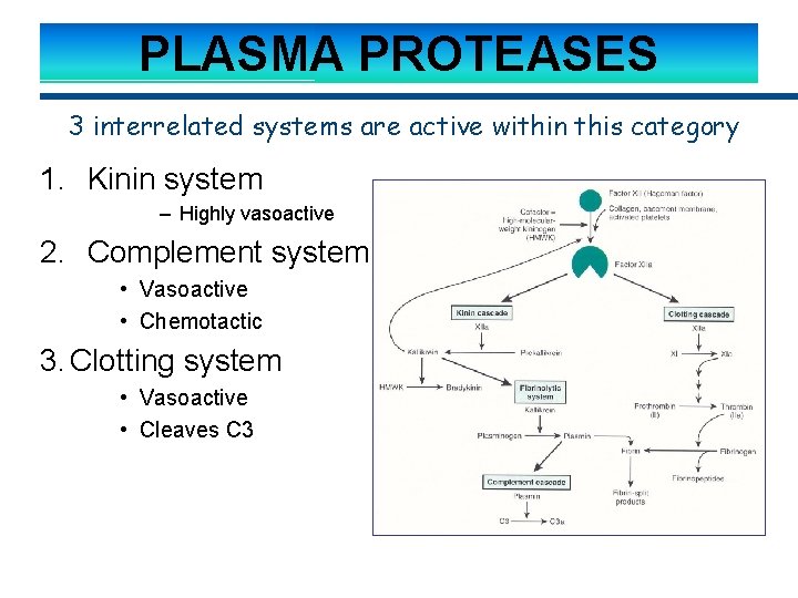 PLASMA PROTEASES 3 interrelated systems are active within this category 1. Kinin system –
