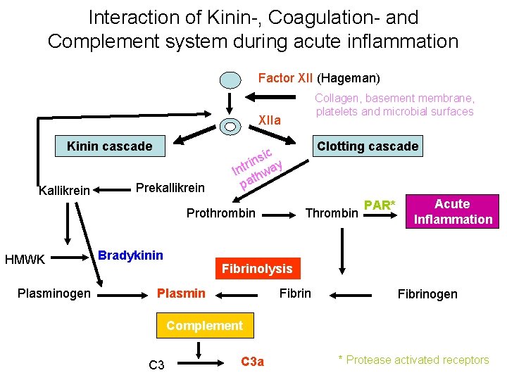 Interaction of Kinin-, Coagulation- and Complement system during acute inflammation Factor XII (Hageman) Collagen,