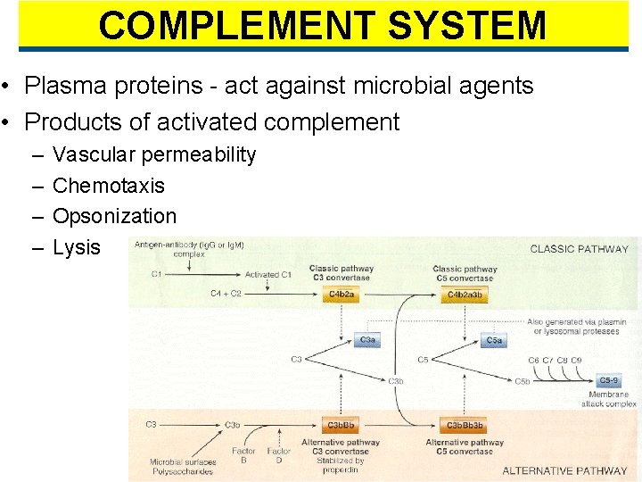 COMPLEMENT SYSTEM • Plasma proteins - act against microbial agents • Products of activated