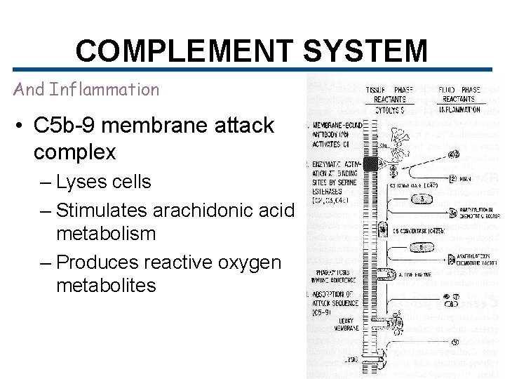 COMPLEMENT SYSTEM And Inflammation • C 5 b-9 membrane attack complex – Lyses cells