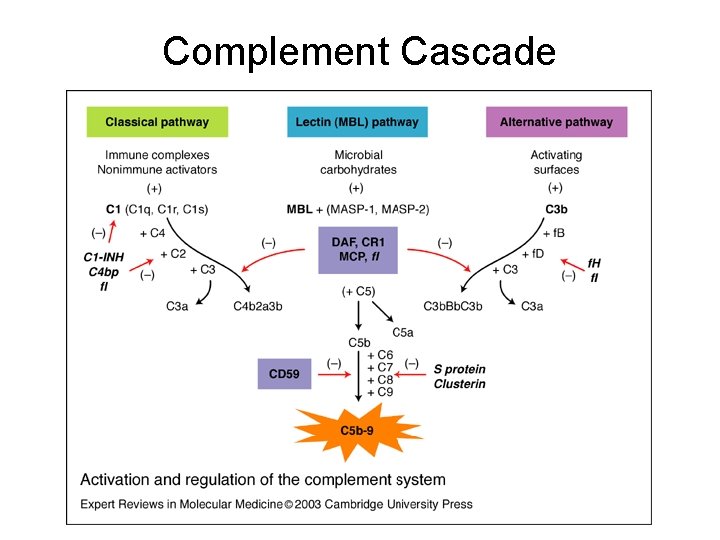 Complement Cascade 