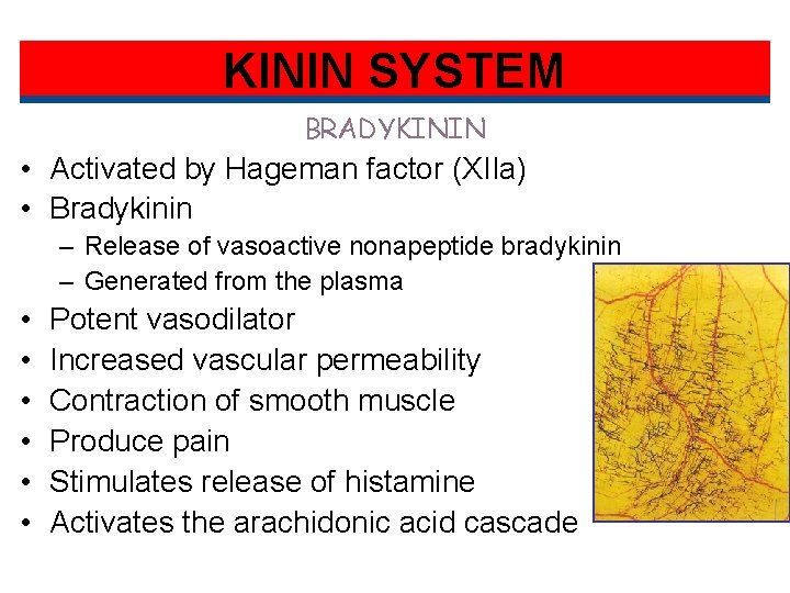 KININ SYSTEM BRADYKININ • Activated by Hageman factor (XIIa) • Bradykinin – Release of