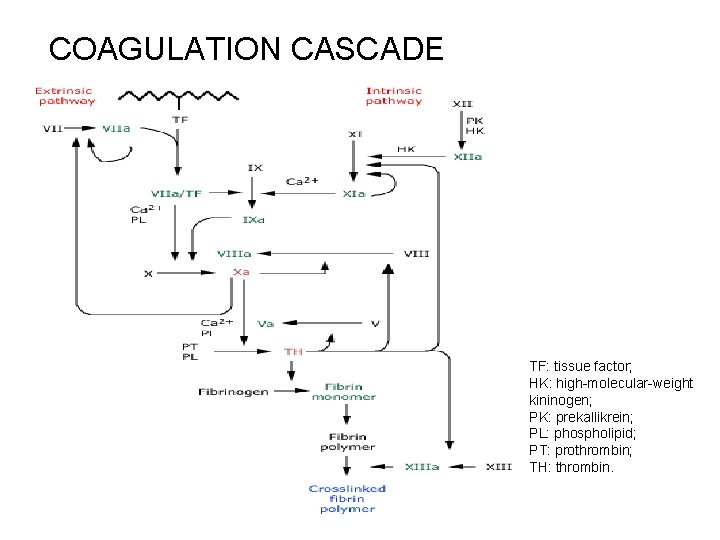 COAGULATION CASCADE TF: tissue factor; HK: high-molecular-weight kininogen; PK: prekallikrein; PL: phospholipid; PT: prothrombin;