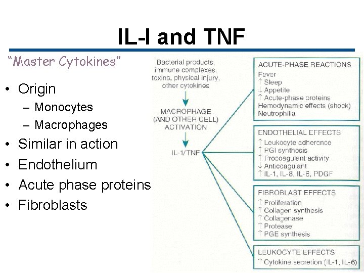 IL-I and TNF “Master Cytokines” • Origin – Monocytes – Macrophages • • Similar