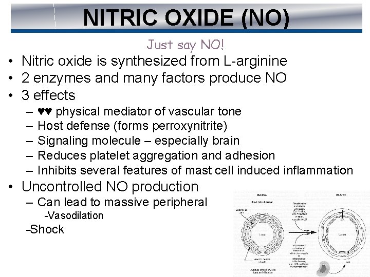 NITRIC OXIDE (NO) Just say NO! • Nitric oxide is synthesized from L-arginine •